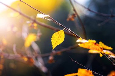 Güneşli bir havada ağaçta, ormanda sarı yapraklı bir ağaç dalı.