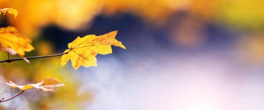 Güneşli havada, bulanık bir arka planda, ağaç dalında sarı bir akçaağaç yaprağı.