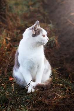 Beyaz benekli bir kedi sonbahar bahçesinde yerde oturuyor ve başka tarafa bakıyor.