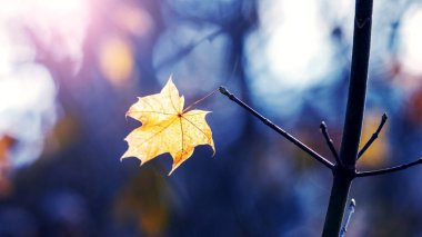 Yalnız sarı akçaağaç yaprağı sonbahar ormanında ağaç dalında mavi bulanık arka planda