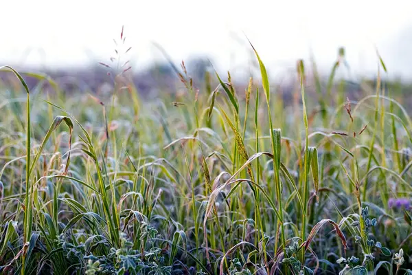 stock image Frost-covered grass in a meadow during autumn frosts
