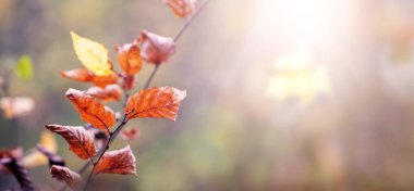 Güneşli bir günde ormanda kuru kahverengi yaprakları olan ağaç dalı, boşluğu kopyala