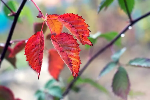 stock image Blackberry branch with red and green autumn leaves on blurred background