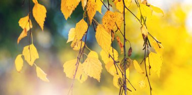 Ağaçtaki sarı huş yaprakları bulanık bir arkaplanda. Sonbahar yaprakları