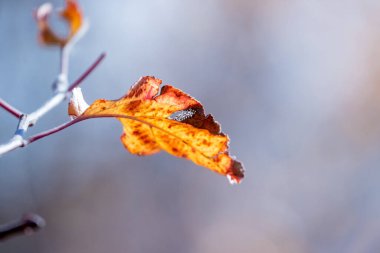 Bulanık arka planda kuru bir yaprağı olan bir ağaç dalı.