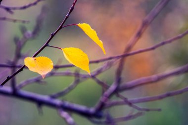 Son sarı yapraklar sonbaharda çıplak bir ağaç dalında.