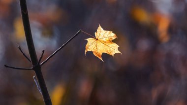 Yalnız sarı akçaağaç yaprağı Sonbaharda karanlık bir arka planda ağaçta
