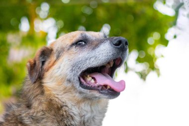 Açık ağızlı bir köpeğin portresi ve yaz sıcağında dışarı fırlayan bir dil.