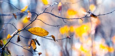 Güneşli bir günde ormanda kuru yaprakları olan ağaç dalı