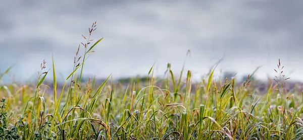 stock image Frost-covered grass in a meadow in late autumn