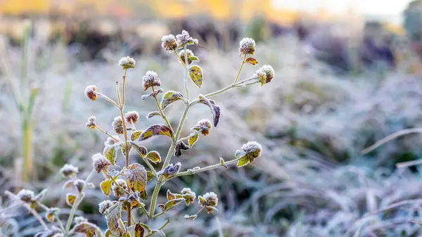 stock image Clover stalks covered with frost among thickets of grass in a meadow