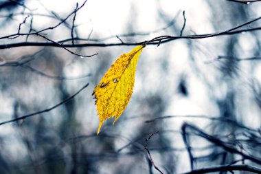 Sonbaharın sonlarında, ormandaki son kuru sarı yapraklı bir ağaç dalı.