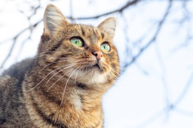 Kahverengi bir tekir kedi dikkatle yukarı bakar.