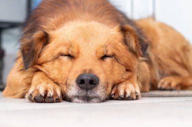 Şirin kahverengi bir köpek yerde uyuyor.