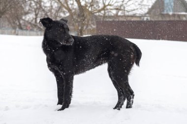 Kara köpek kışın sokaklarda kar yağarken