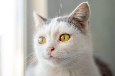 Bulanık arka plandaki bir odada özenli bakışları olan beyaz bir kedinin yakın çekimi.