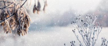 Atmosferik kış manzarası. Kar yağışı sırasında kuru yapraklı, don kaplı bitkiler.