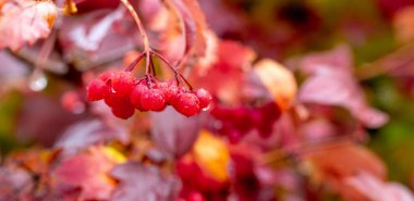 Kırmızı böğürtlenli ve yağmur damlalı viburnum. Sonbaharda yağmurlu havada viburnum