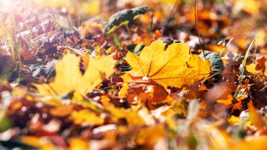 Kurumuş akçaağaç yaprakları güneşli havada yerde.