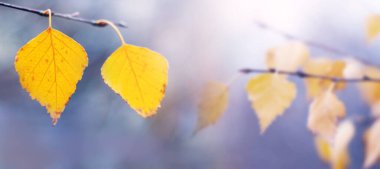 Sarı huş yapraklarıyla sonbahar arkaplanı güneşli havada yakın plan