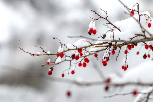 Hawthorn branch covered with snow with red berries