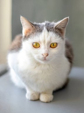 Pencerenin yanındaki bir odada beyaz benekli bir kedi.