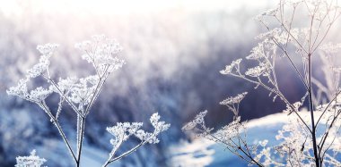 Güneşli bir sabahta kışın buzla kaplı kuru bitki dalları