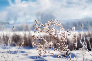 Dry plants covered with snow in winter on a sunny day clipart