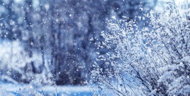 Kar yağışı sırasında ormandaki karla kaplı çalılar ve ağaçlar