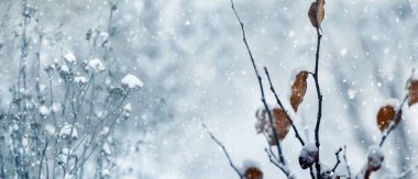 Kar yağışında bahçede kuru yapraklarla kaplı ağaç dalları.