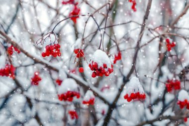 Kar yağışı sırasında çalıların üzerinde karla kaplı viburum demetleri
