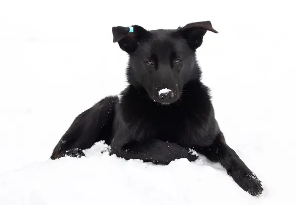 stock image A black dog lies on a pile of snow in winter