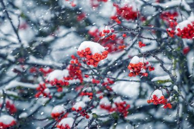 Kar yağışında kar, dağ küllerini kırmızı böğürtlenlerle kapladı.