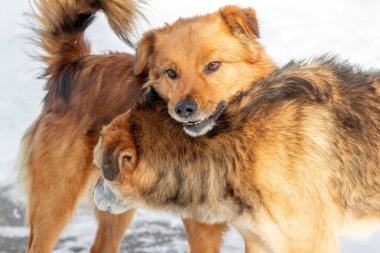 İki köpek, bir köpek kafasını diğerinin sırtına koydu.
