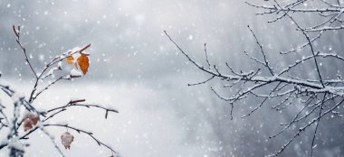 Kar yağışı sırasında ormandaki kuru yapraklarla kaplı ağaç dalları