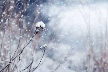 Ormanda kar yağışı sırasında karla kaplı kuru bitki çalılıklarıyla atmosferik manzara
