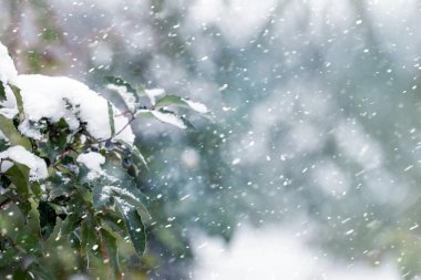 Kar yağarken karla kaplı kış bahçesi