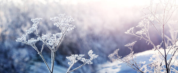 frosty morning in the forest with dry branches covered with frost during sunrise