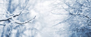 Kar yağışı sırasında ormanda karla kaplı ağaç dalları