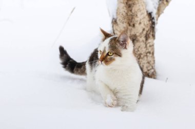Kışın bahçede beyaz benekli bir kedi var. Kenarlara ihtiyatlı bakıyor.