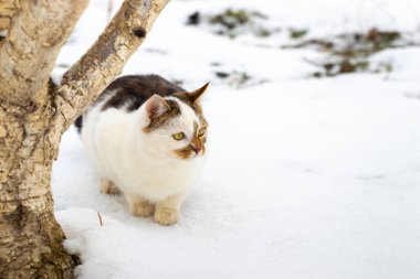 Beyaz benekli bir kedi kışın bir ağacın altında bahçede oturur.