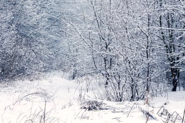 Karla kaplı ağaçlarla kaplı kış ormanı