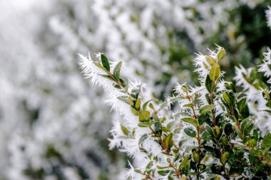 Kış mevsiminde yaprakları bulanık bir arka planda olan buzlu boxwood dalı