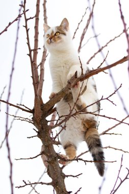 Beyaz benekli bir kedi kışın bir ağaca tırmandı.