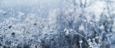 Kar yağışı sırasında çayırda karlı yabani bitkilerle atmosferik kış manzarası