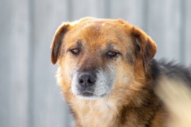Kışın güneşli havalarda yakından çekilmiş kahverengi bir köpeğin portresi.