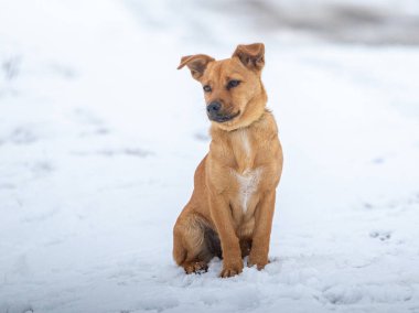 a small brown dog sits on the snow in winter clipart