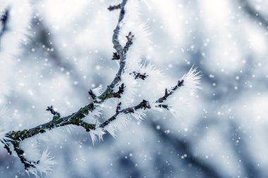 frost covered tree branches in garden in winter during snowfall clipart