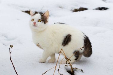 Beyaz benekli kedi, kışın karda dikkatle bakıyor.