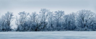 Nehir kıyısında dizilmiş buzla kaplı ağaçlar, soğuk kış günü